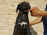 cane corso puppy